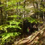 Nel bosco verso il mulino